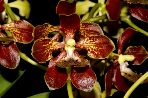 Vanda roeblingiana Burning Bush AM/AOS 81 pts.